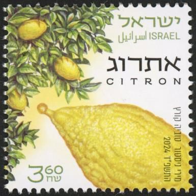Citron (Citrus medica)