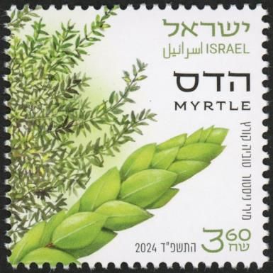 Myrtle (Myrtus communis)