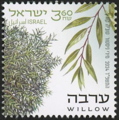 Willow (Salix sp.)