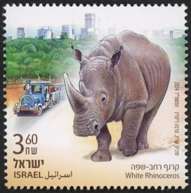 White Rhinoceros (Ceratotherium simum)