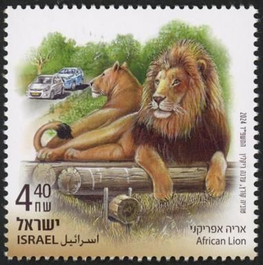 African Lion (Panthera leo)