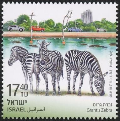 Grant's Zebra (Equus quagga boehmi)