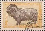 Karakul Sheep (Ovis ammon aries)