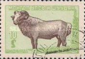 Mongolian Domestic Sheep (Ovis ammon aries)
