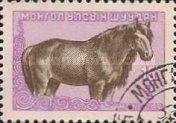 Mongolian Horse (Equus ferus caballus)