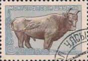 Mongolian Cattle (Bos primigenius taurus)