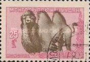 Bactrian Camel (Camelus bactrianus)