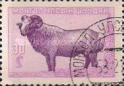 Mongolian Domestic Sheep (Ovis ammon aries)