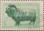 Buchara Goat (Capra aegagrus hircus)