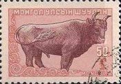 Mongolian Cattle (Bos primigenius taurus)