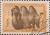 Bactrian Camel (Camelus bactrianus)