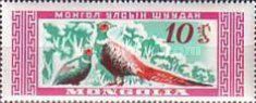Common Pheasant (Phasianus colchicus)