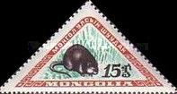 Muskrat (Ondatra zibethicus)