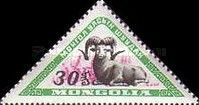 Argali (Ovis ammon)