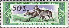 Mongolian Saiga (Saiga tatarica)