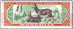 Siberian Musk Deer (Moschus moschiferus)