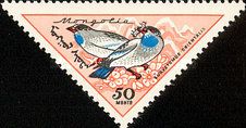Oriental Dollarbird (Eurystomus orientalis)