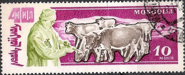 Cattle (Bos primigenius taurus)