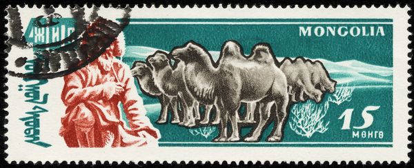 Bactrian Camel (Camelus bactrianus)