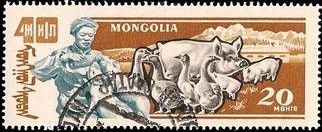 Domestic Pig (Sus scrofa domestica), Domestic Goose (Anser a