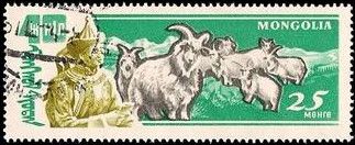 Goat (Capra aegagrus hircus)