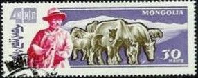 Horse (Equus ferus caballus)
