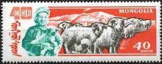 Domestic Sheep (Ovis ammon aries)