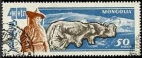 Cows (Bos primigenius taurus)