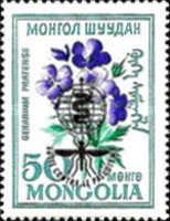 Geranium pratense overprinted
