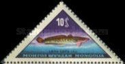 Burbot (Lota lota)