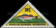Sea Perch (Lucioperca marina)
