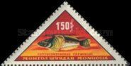 Baikal Oilfish (Cottomephorus grewingki)