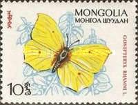 Brimstone (Gonepteryx rhamni)