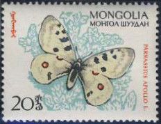 Apollo (Parnassius apollo)