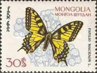 Swallowtail (Papilio machaon)