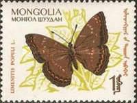 Popular Admiral (Limenitis populi)