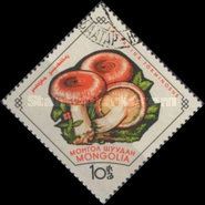 Woolly Milk Cap (Lactarius torminosus)