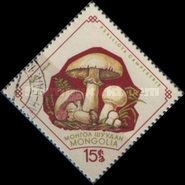 Field Mushroom (Psalliota campestris)