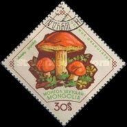 Granulated Boletus (Ixocomus granulatus)