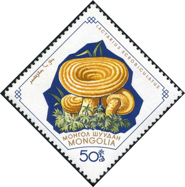 Lactarius scrobiculatus