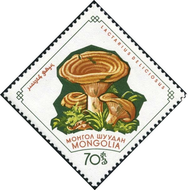 Saffron Milk Cap (Lactarius deliciosus)