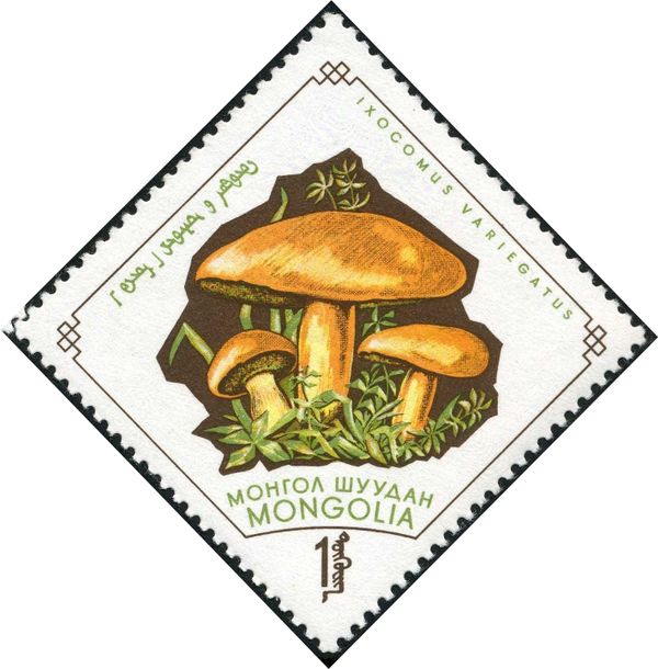 Variegated Boletus (Ixocomus variegatus)
