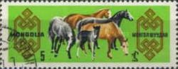 Horses On Meadow