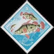 Chinese Perch (Siniperca shuatsi)
