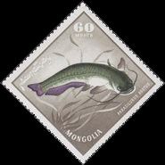 Amur Catfish (Parasilurus asotus)