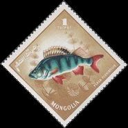European Perch (Perca fluviatilis)