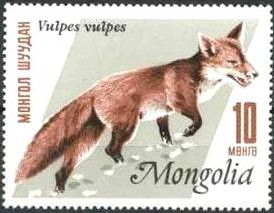 Red Fox (Vulpes vulpes)