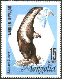 Eurasian Otter (Lutra lutra)