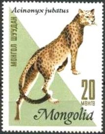 Cheetah (Acinonyx jubatus)