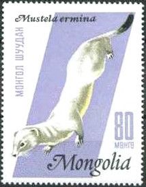 Stoat (Mustela erminea)